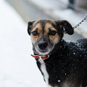 Маленькая хрупкая собачка ищет дом Санкт-Петербург