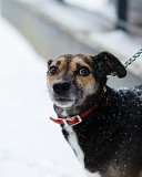 Маленькая хрупкая собачка ищет дом Санкт-Петербург