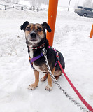 Маленькая хрупкая собачка ищет дом Санкт-Петербург