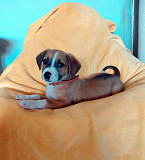 Маленький красавчик ищет дом Санкт-Петербург