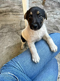 Симпатичный щенок мальчик ищет дом Санкт-Петербург
