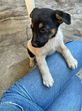 Симпатичный щенок мальчик ищет дом Санкт-Петербург