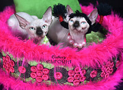 Котята Sphynx, Bambino. Хайфа