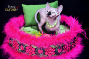 Котята Sphynx, Bambino. Хайфа
