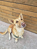Умная и ласковая собака, метис корги, 1 год Санкт-Петербург
