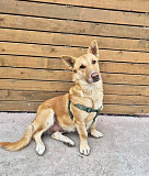 Умная и ласковая собака, метис корги, 1 год Санкт-Петербург