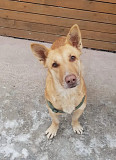 Умная и ласковая собака, метис корги, 1 год Санкт-Петербург