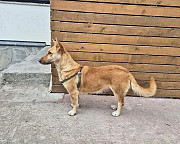 Умная и ласковая собака, метис корги, 1 год Санкт-Петербург