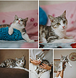 Котенок милый малыш Матис ждет в приюте семью доставка из г.Сочи