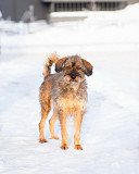 Редкой внешности собачка ищет дом Санкт-Петербург