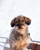 Редкой внешности собачка ищет дом Санкт-Петербург