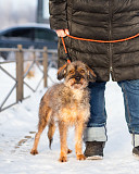 Редкой внешности собачка ищет дом Санкт-Петербург