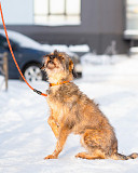 Редкой внешности собачка ищет дом Санкт-Петербург