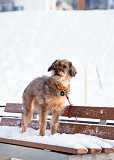 Редкой внешности собачка ищет дом Санкт-Петербург