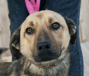 Семейный пёс небольшого размера Санкт-Петербург