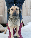 Семейный пёс небольшого размера Санкт-Петербург