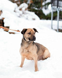 Семейный пёс небольшого размера Санкт-Петербург