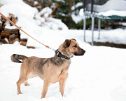 Семейный пёс небольшого размера Санкт-Петербург