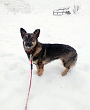 Совсем маленькая собачка, 7 кг Санкт-Петербург