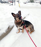 Совсем маленькая собачка, 7 кг Санкт-Петербург