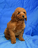 Пуделя щенок миниатюрный рыжий мальчик доставка из г.Москва