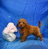 Пуделя щенок миниатюрный рыжий мальчик доставка из г.Москва