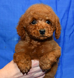 Пуделя щенок миниатюрный рыжий мальчик доставка из г.Москва