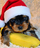 Щеночки йоркширского терьера Санкт-Петербург