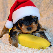 Щеночки йоркширского терьера Санкт-Петербург
