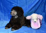 Щенок пуделя серебристый ДЖЕНТЛИ БОРН ФЛЭШ РОЯЛЬ доставка из г.Москва