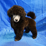 Щенок пуделя серебристый ДЖЕНТЛИ БОРН ФЛЭШ РОЯЛЬ доставка из г.Москва