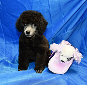 Щенок пуделя серебристый ДЖЕНТЛИ БОРН ФЛЭШ РОЯЛЬ доставка из г.Москва