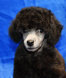 Щенок пуделя серебристый ДЖЕНТЛИ БОРН ФЛЭШ РОЯЛЬ доставка из г.Москва