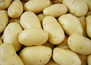 Прямые поставки сорта Леди Клэр на переработку доставка из г.Барнаул