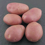 Оптовые поставки 3 красных сортов картофеля из Алтайского края доставка из г.Барнаул