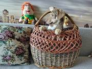 Очень красивый маленький щенок Санкт-Петербург