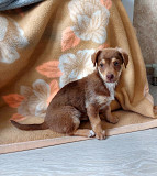 Очень красивый маленький щенок Санкт-Петербург