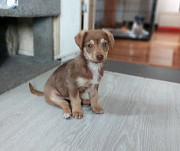 Очень красивый маленький щенок Санкт-Петербург