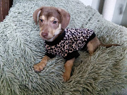 Очень красивый маленький щенок Санкт-Петербург