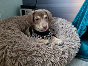 Очень красивый маленький щенок Санкт-Петербург