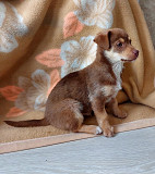 Очень красивый маленький щенок Санкт-Петербург