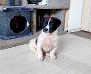 Маленький хорошенький белый щенок Санкт-Петербург