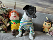 Маленький хорошенький белый щенок Санкт-Петербург