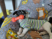 Маленький хорошенький белый щенок Санкт-Петербург