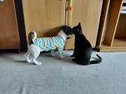 Маленький хорошенький белый щенок Санкт-Петербург