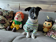 Маленький хорошенький белый щенок Санкт-Петербург