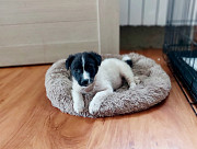 Маленький хорошенький белый щенок Санкт-Петербург