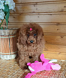 Той пуделя щенок красная девочка ДЖЕНТЛИ БОРН ГЕРМИОНА доставка из г.Москва