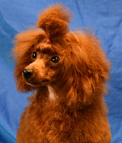 Той пуделя щенок красная девочка ДЖЕНТЛИ БОРН ГЕРМИОНА доставка из г.Москва