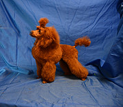 Той пуделя щенок красная девочка ДЖЕНТЛИ БОРН ГЕРМИОНА доставка из г.Москва